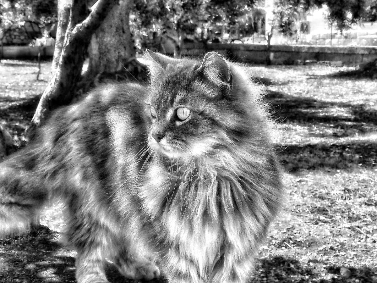 La Cummersa Del Gatto Локоротондо Екстериор снимка